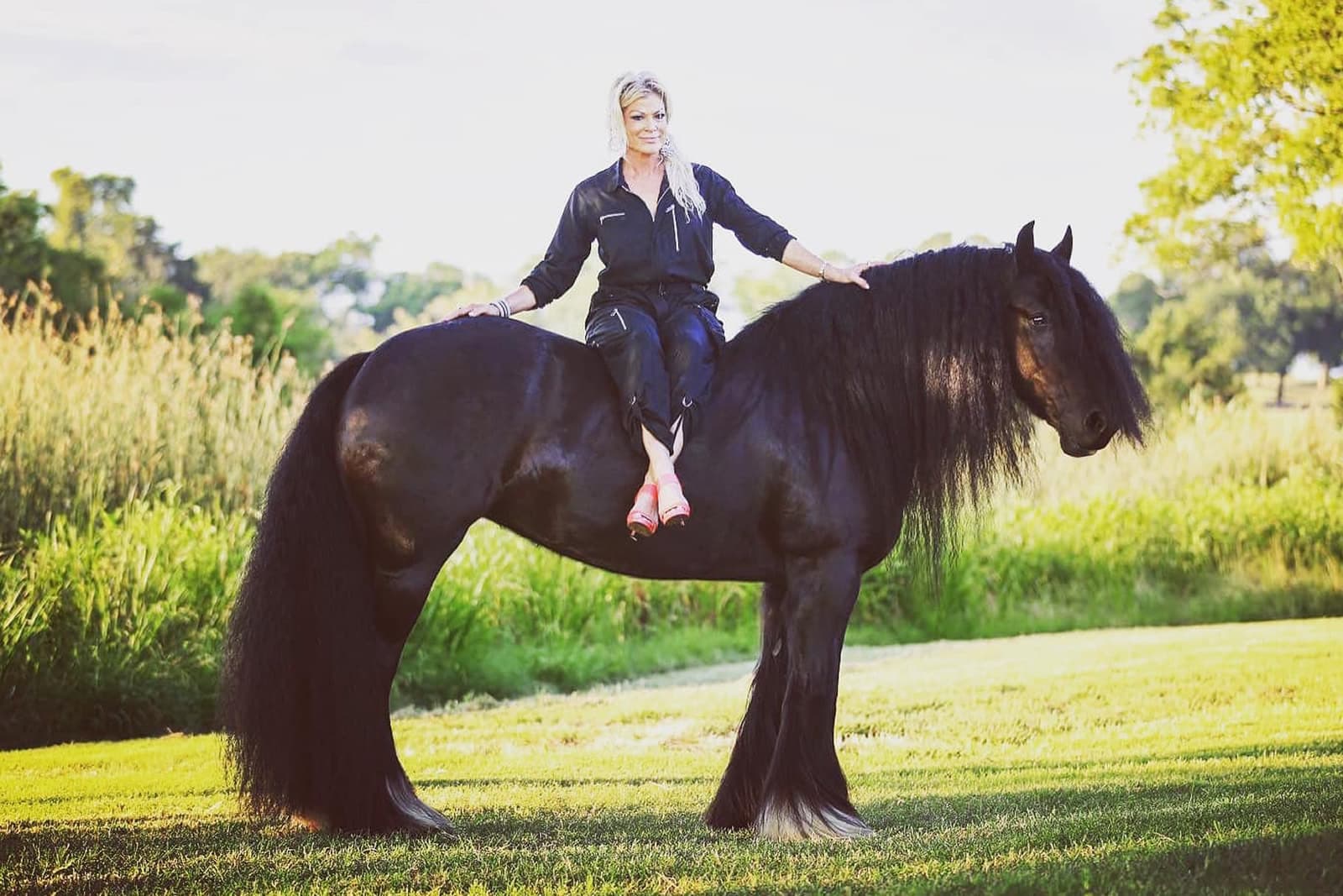 A black Gypsy Vanner horse at an Ardmore breeding stable